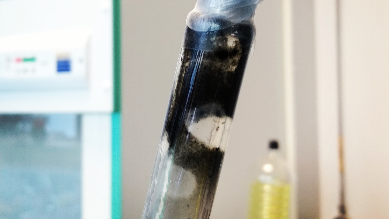 photo d'un tube a essai contenant des hydrocarbures